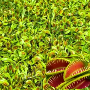 Venus Flytrap Mirror x Mirror Dionaea Muscipula Cultivar Large Live Plant