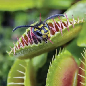 Venus Flytrap Mirror x Mirror Dionaea Muscipula Cultivar Large Live Plant