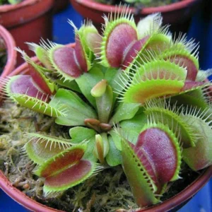 Venus Flytrap Mirror x Mirror Dionaea Muscipula Cultivar Large Live Plant