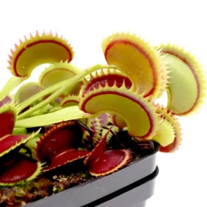 Venus Flytrap Plant Live, Large Dionaea Muscipula Cultivar - Trev's Dracula
