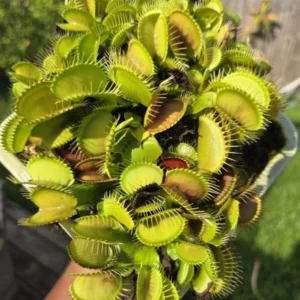 Venus Flytrap Plant Live, Large Dionaea Muscipula Cultivar - Trev's Dracula