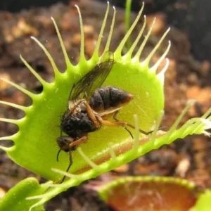 Venus Flytrap Plant Live, Large Dionaea Muscipula Cultivar - Trev's Dracula