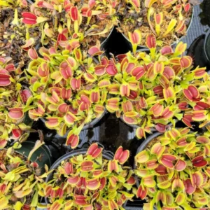 Venus Flytrap Plant Live, Large Dionaea Muscipula Cultivar - Trev's Dracula