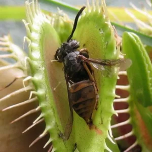 Venus Flytrap Plant Live, Large Dionaea Muscipula Cultivar - Trev's Dracula