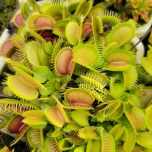 Venus Flytrap RG38A Dionaea Muscipula Cultivar - Large Live Plant