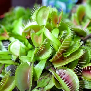 Venus Flytrap RG38A Dionaea Muscipula Cultivar - Large Live Plant