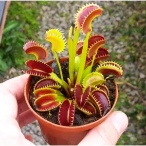 Venus Flytrap RG38A Dionaea Muscipula Cultivar - Large Live Plant