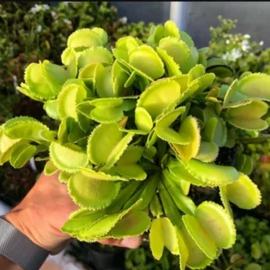Venus Flytrap Whale Dionaea Muscipula Live Plant - Large Carnivorous Plant