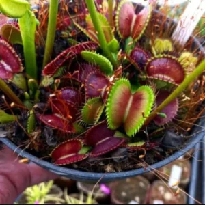 Venus Flytrap Whale Dionaea Muscipula Live Plant - Large Carnivorous Plant
