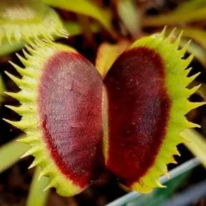 Venus Flytrap Wine Mouth Dionaea Muscipula - Large Live Carnivorous Plant