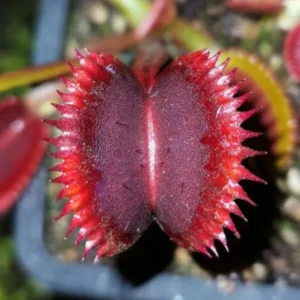 Venus Flytrap Wine Mouth Dionaea Muscipula - Large Live Carnivorous Plant