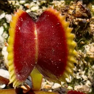 Venus Flytrap Wine Mouth Dionaea Muscipula - Large Live Carnivorous Plant