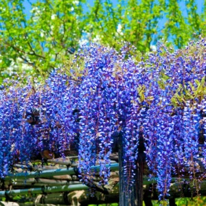 Wisteria Live Plant Vines - Purple Blue Fragrant Flowers - 6-12 Inch Tall Seedling - Outdoor Growing