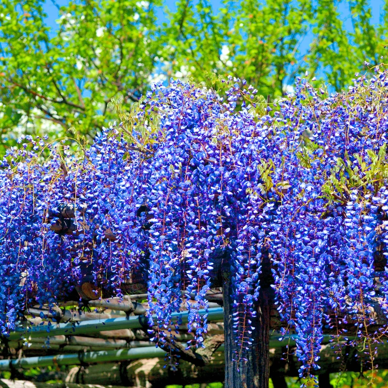 Wisteria Live Plant Vines - Purple Blue Fragrant Flowers - 6-12 Inch Tall Seedling - Outdoor Growing