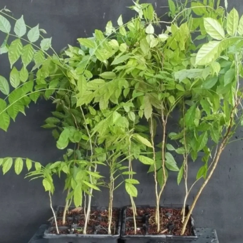 Wisteria Live Plant Vines - Purple Blue Fragrant Flowers - 6-12 Inch Tall Seedling - Outdoor Growing