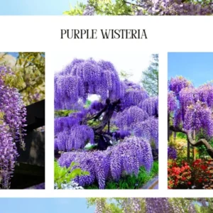 Wisteria Live Plant Vines - Purple Blue Fragrant Flowers - 6-12 Inch Tall Seedling - Outdoor Growing