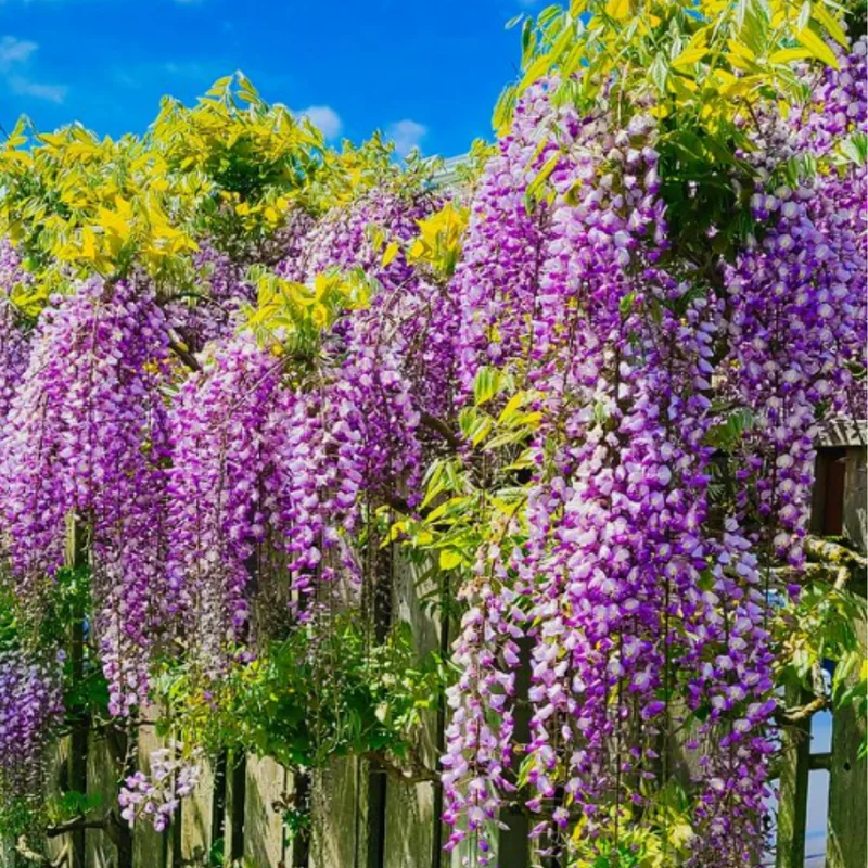 Wisteria Live Plant Vines - Purple Blue Fragrant Flowers - 6-12 Inch Tall Seedling - Outdoor Growing