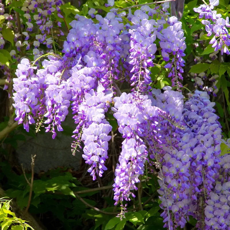 Wisteria Live Plant Vines - Purple Blue Fragrant Flowers - 6-12 Inch Tall Seedling - Outdoor Growing