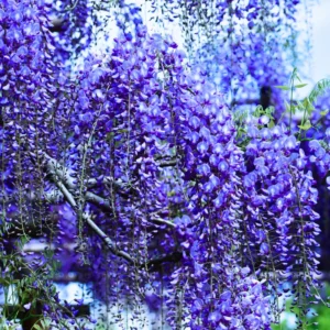 Wisteria Plants Live Trees Vines 6-12" Home Decor Outdoor Planting Hardy