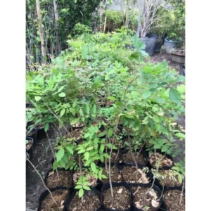 Wisteria Plants Live Trees Vines 6-12" Home Decor Outdoor Planting Hardy