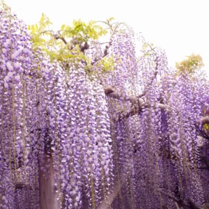 Wisteria Plants Live Trees Vines 6-12
