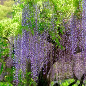 Wisteria Plants Live Trees Vines 6-12
