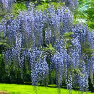 Wisteria Tree Live Plant 2.5'' Pot Fragrant Flowering Vine Purple/Blue