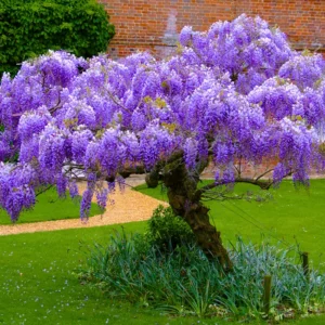 Wisteria Tree Live Plant 2.5'' Pot Fragrant Flowering Vine Purple/Blue