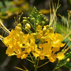 Yellow Mexican Bird of Paradise Plant Live - 4 Inch Pot Dwarf Poinciana Tree
