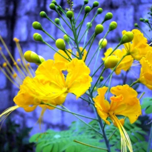 Yellow Mexican Bird of Paradise Plant Live - 4 Inch Pot Dwarf Poinciana Tree