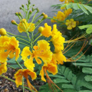 Yellow Mexican Bird of Paradise Plant Live - 4 Inch Pot Dwarf Poinciana Tree