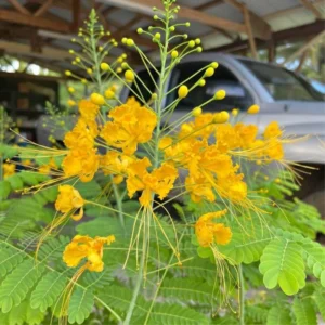 Yellow Pride of Barbados Live Plant - 4 Inch Pot Dwarf Poinciana Tree