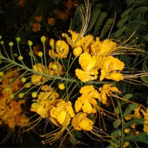 Yellow Pride of Barbados Live Plant - 4 Inch Pot Dwarf Poinciana Tree