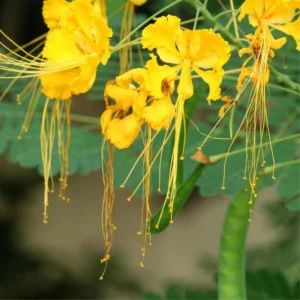 Yellow Pride of Barbados Live Plant - 4 Inch Pot Dwarf Poinciana Tree