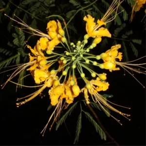 Yellow Pride of Barbados Live Plant - 4 Inch Pot Dwarf Poinciana Tree