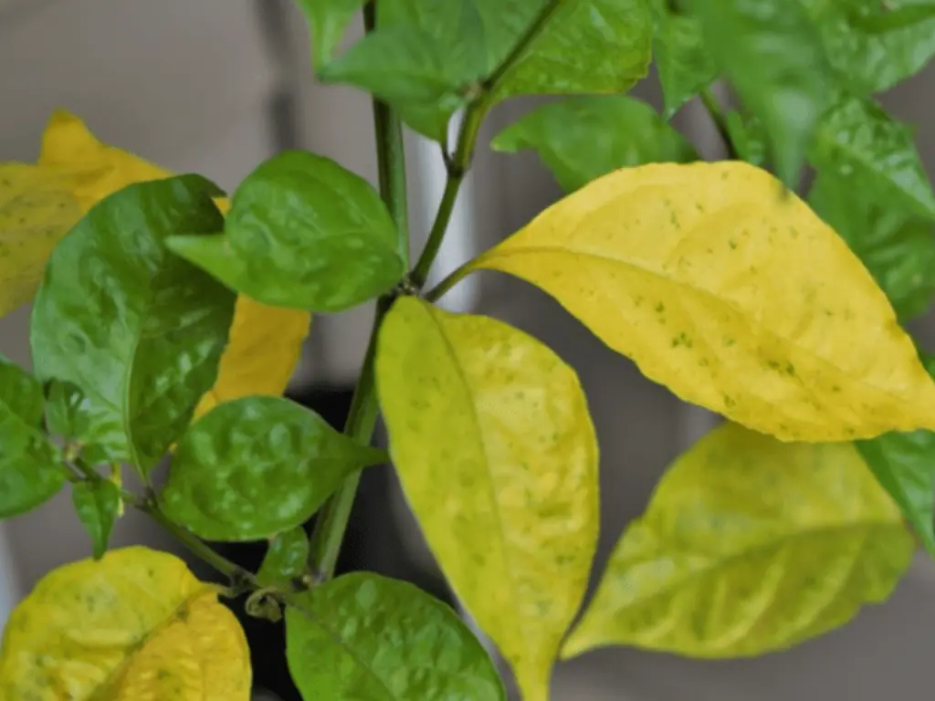 Yellowing Leaves on Clerodendrum Wallichii