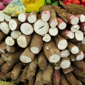 Yuca Cassava Plants Live Cuttings - 10 Sweet Manihot Root Pieces, Easy to Grow