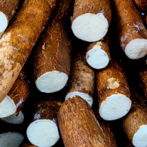 Yuca Cassava Plants Live Cuttings - 10 Sweet Manihot Root Pieces, Easy to Grow