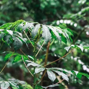 Yuca Cassava Plants Live Cuttings - 10 Sweet Manihot Root Pieces, Easy to Grow