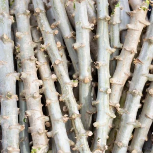 Yuca Cassava Plants Live Cuttings - 10 Sweet Manihot Root Pieces, Easy to Grow