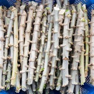 Yuca Cassava Plants Live Cuttings - Sweet Manihot Root, Fast Growing