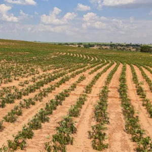 Yuca Cassava Plants Live Cuttings - Sweet Manihot Root, Fast Growing