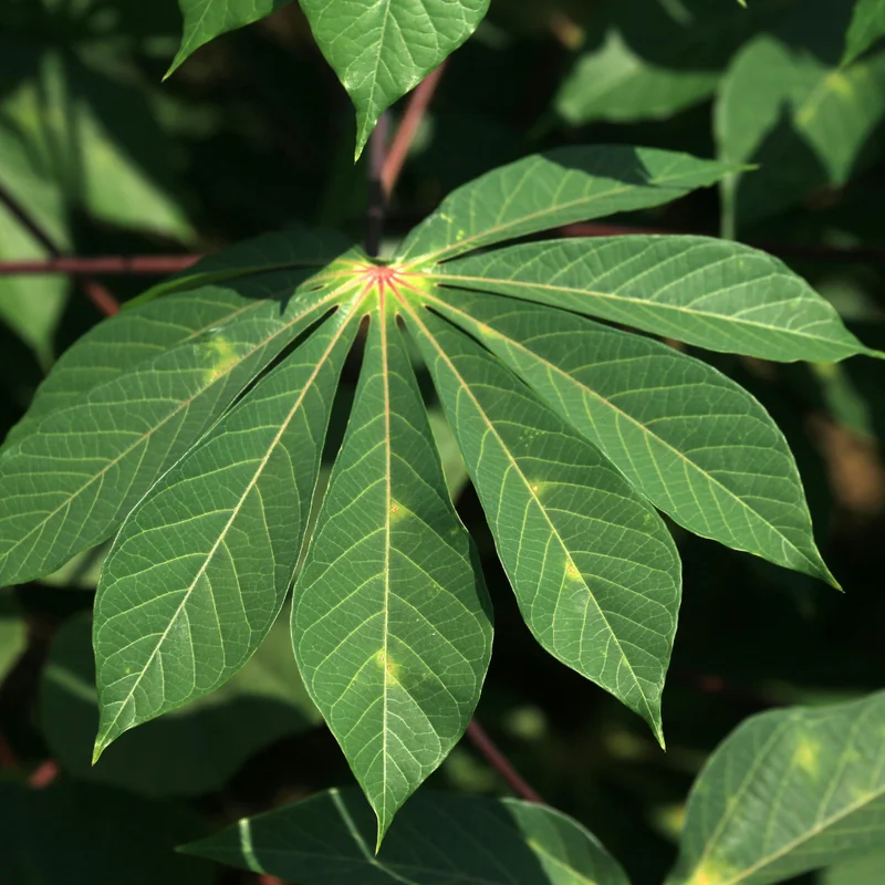 Yuca Cassava Plants Live Cuttings - Sweet Manihot Root, Fast Growing