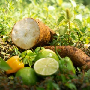 Yuca Cassava Plants Live Cuttings - Sweet Manihot Root, Fast Growing
