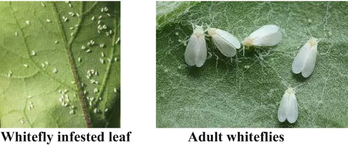 Common pets on Clerodendrum Wallichii