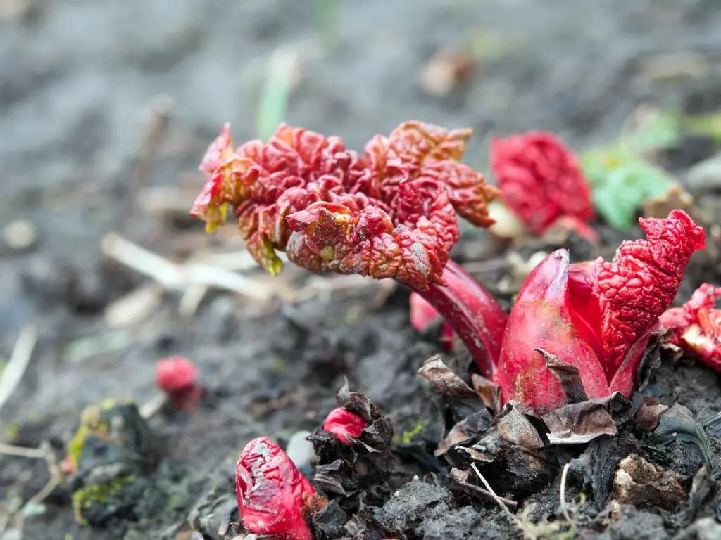 new Rhubarb shoots emerging from the ground