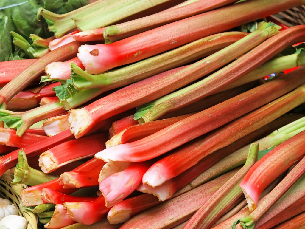 Pile of freshly picked red rhubarb stalks with trimmed leaves, placed in a basket.