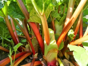 red rhubarb (Rheum × hybridum)