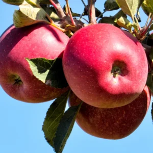 Apple Seedling Mix - 2 Pack Assorted Varieties 5-8 Inch