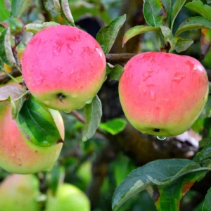 Apple Seedling Mix - 2 Pack Assorted Varieties 5-8 Inch